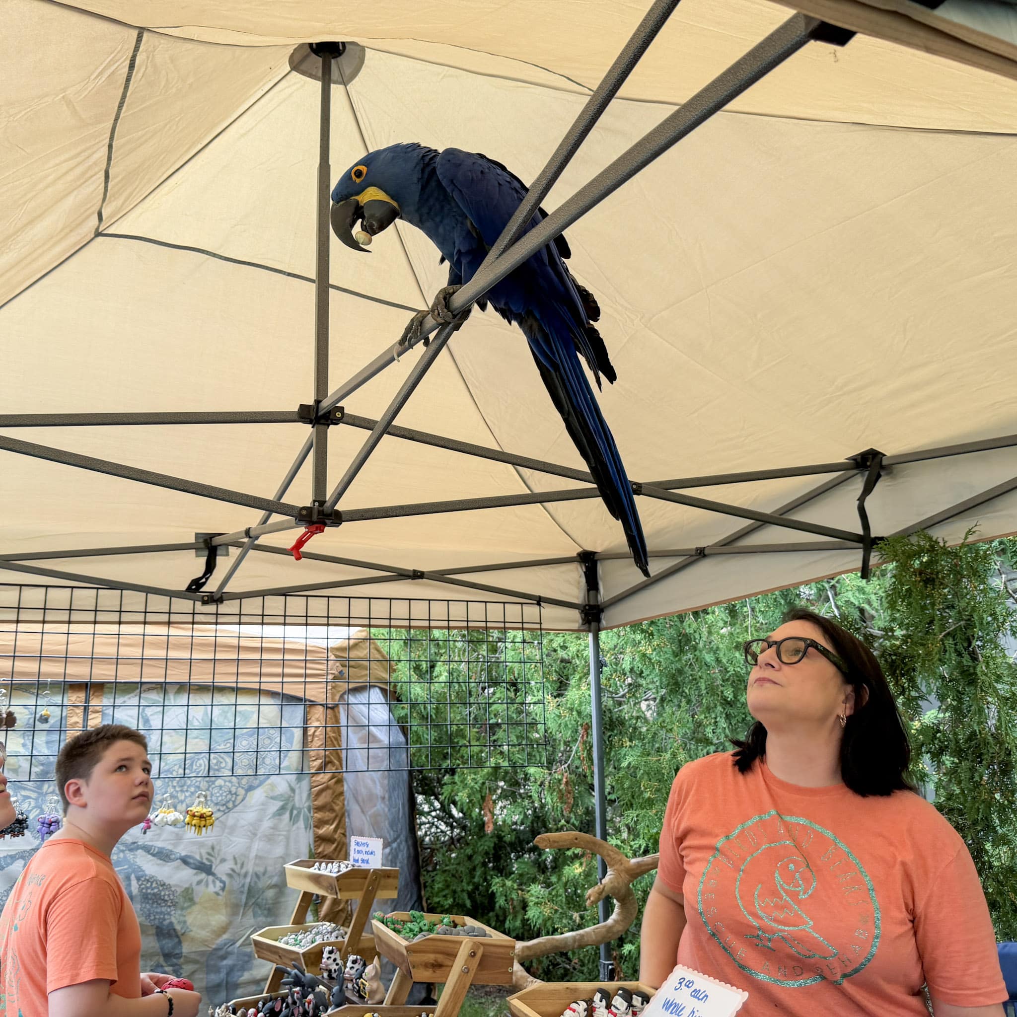 Photo gallery: A Festival of Oddities